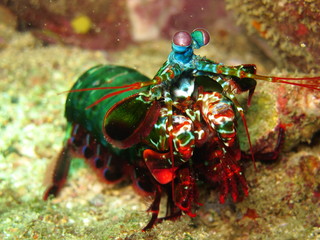 Bright Mantis Shrimp