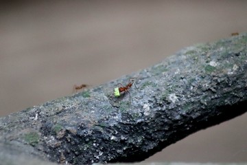 Ants on a branch