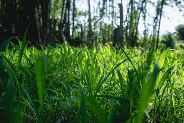 Green grass in the bamboo forest