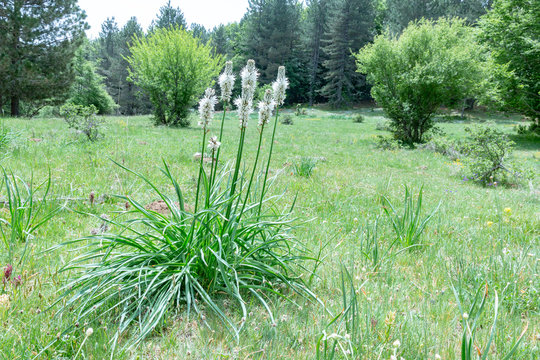 Asfodelo, typical mountain clearing, Latin name Asphodelus L.