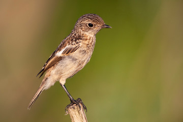 Whinchat, bird perched on tree branch (Saxicola rubetra)