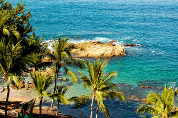 palm trees on the beach