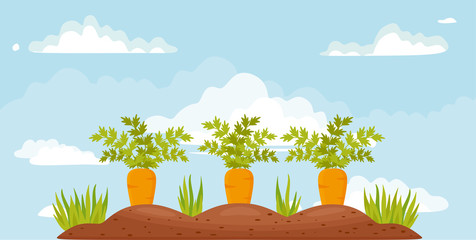 Carrot vegetable grows in the garden in the soil organic background. Vector illustration