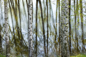 trees around the lake reflected in the water