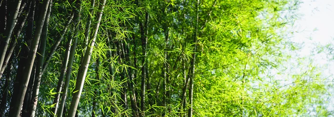 Schilderijen op glas Bamboe boom bamboe bos groen natuur © artrachen