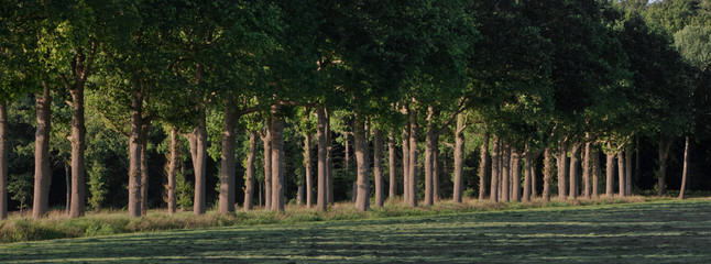 Landscapes and lanes at Maatschappij van Weldadigheid Frederiksoord Drenthe Netherlands. Panorama