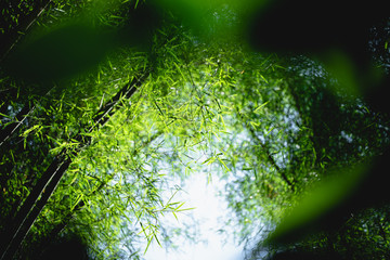 Bamboo tree bamboo forest green nature