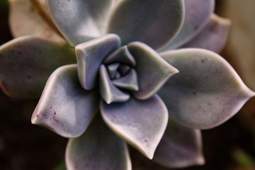 succulent flower of violet colors detail view. Ideal plant for decoration and well-being