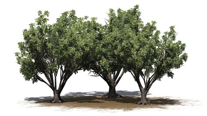 Fototapeta premium a group of Black Elder shrubs with flowers on a sand area - isolated on white background - 3D illustration