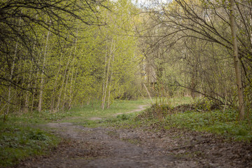 Forest with trees, grass, glades and flowers