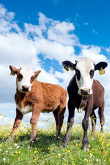 two calves stand in grassy meadow with yellow flowers under blue sky