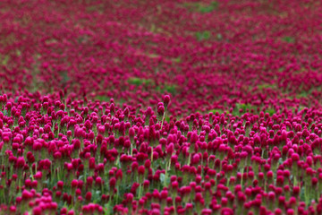 Obraz premium Trifolium incarnatum - beautiful, flowering, clover field with beautiful bokeh.