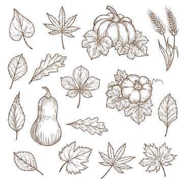 Autumn leaves and pumpkins isolated vector sketch icons. Fall foliage set of engraved maple, oak or birch and poplar, beech or elm and aspen autumn detailed tree leaves, engraving hand drawn sketch