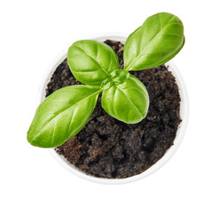 Basil plant planted in a pot. Basil leaves isolated on white background