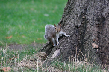 squirrel on a tree posing to the camera