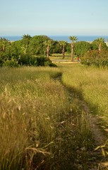 Fototapeta na wymiar A path between the golden ears of tall grass and a road with palm trees.Athlete in bright clothes for jogging