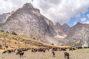 The huge sheep herd grazing on the field in Fann mountains in Tajikistan