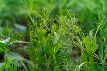 Pisum sativum - young pea plant growing in a field with beautiful bokeh