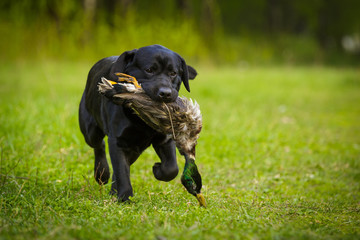 Black labrador retriever lab outdoor in summer park on the grass with duck hunting gundog