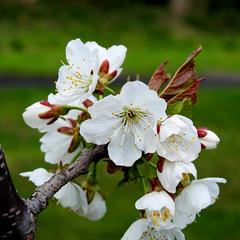 białe kwiaty drzew owocowych wiosna 2020 miasto Białystok na Podlasiu w Polsce © Jacek Sakowicz