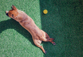 Top view of a brown chihuahua lying on an artificial grass.
