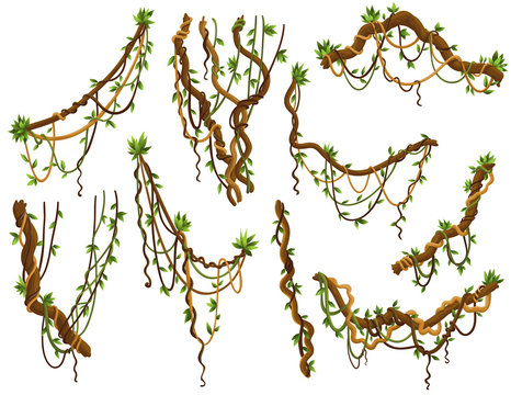 Collection Of Twisted Wild Lianas Branches. Jungle Vine Plants. Rainforest Flora And Exotic Botany