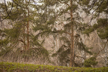 Forest with trees, grass, glades and flowers