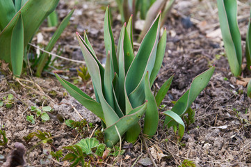 green tulip leaves in spring garden close-up