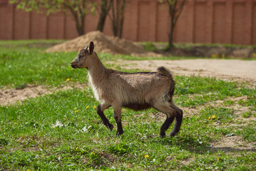 Obraz premium A small mottled goat on a green lawn.