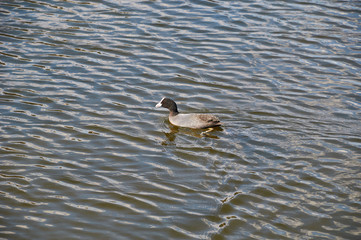 common coot in spring in a city pond
