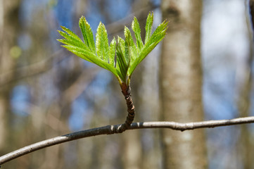 young leaves on a tree in spring forest