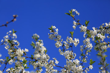 Blooming white cherry flowers in spring and blue sky. Beautiful natural floral background