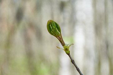 young leaves on a tree in spring forest