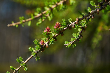 flowering larch in spring forest, closeup shot