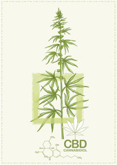 Hemp, Cannabis plant. Template, poster, card, good for product label. Vector illustration in natural green colors.