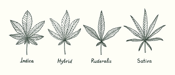 Indica, Hybrid, Ruderalis and Sativa cannabis leaves isolated, outline simple doodle drawing, gravure style