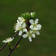 białe kwiaty drzew owocowych wiosna 2020 miasto Białystok na Podlasiu w Polsce