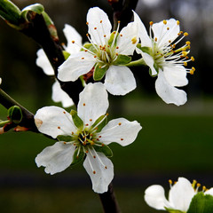 białe kwiaty drzew owocowych wiosna 2020 miasto Białystok na Podlasiu w Polsce © Jacek Sakowicz