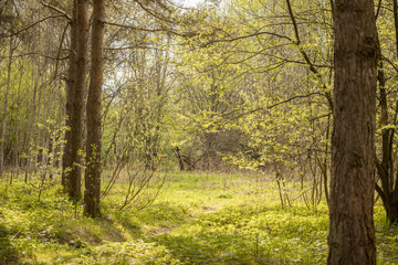 Forest with trees, grass, glades and flowers