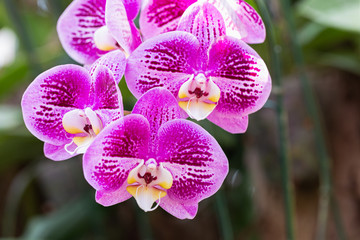 Orchid flower in orchid garden at winter or spring day for beauty and agriculture design. Phalaenopsis Orchidaceae.