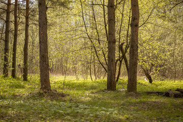 Forest with trees, grass, glades and flowers