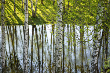 trees around the lake reflected in the water
