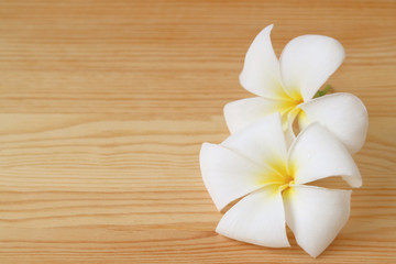 Fototapeta na wymiar Pair of Frangipani Flowers on Wooden Background with Copy Space
