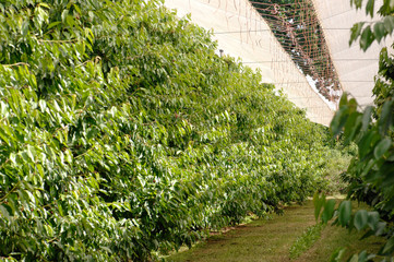 red cherry, ciliegia, ciliegia di Vignola, Emilia Romagna, diet, albero di ciliegie, coltivazione