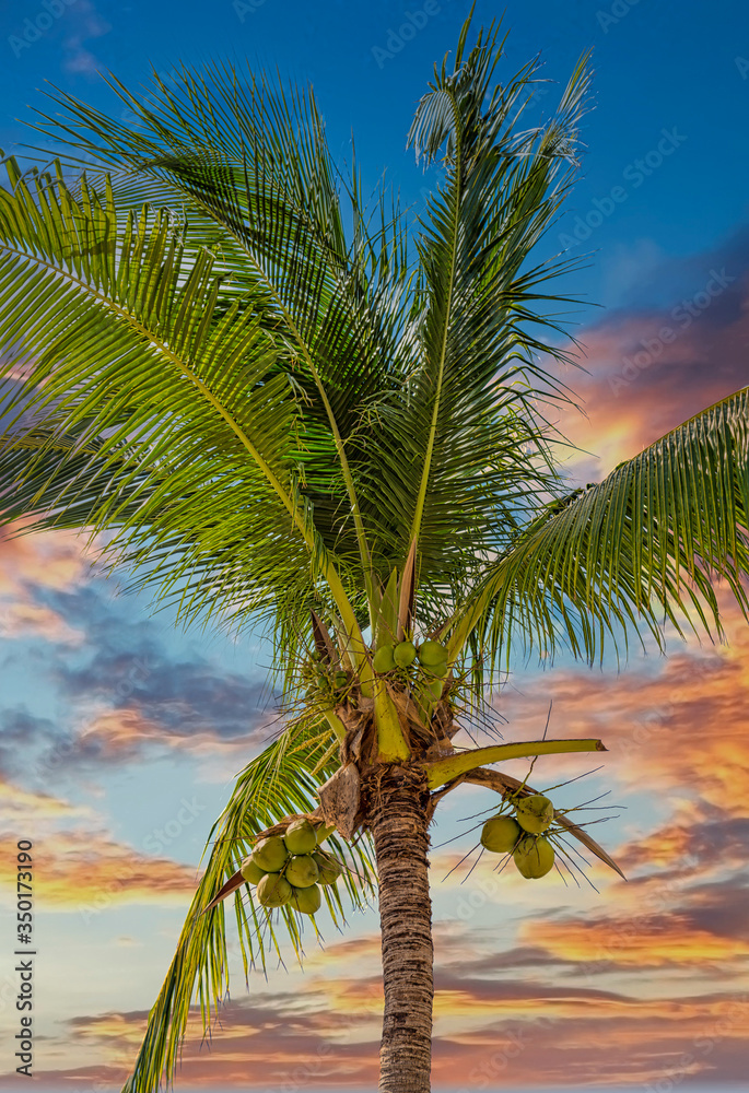 Wall mural Palm trees with coconuts against nice sky