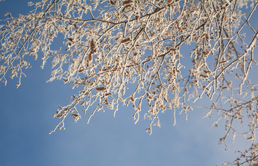 branches in ice against a blue frosty winter sky