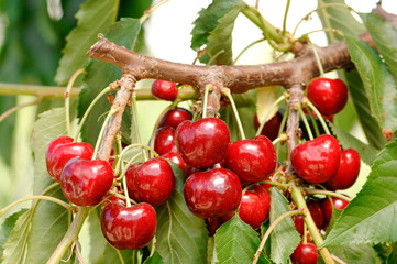 red cherry, ciliegia, ciliegia di Lari, Toscana, diet, albero di ciliegie, coltivazione ciliegie