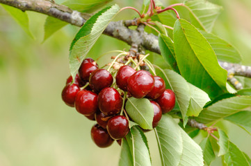 red cherry, ciliegia, ciliegia di Lari, Toscana, diet, albero di ciliegie, coltivazione ciliegie