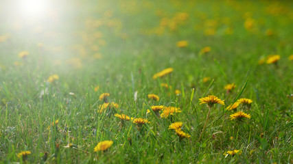 Yellow dandelions on a green field. Spring. Sunset