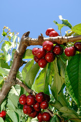 tree full of tasty and big red cherries, cherry, ciliegia di Vignola, Emilia Romagna, diet, albero di ciliegie, coltivazione